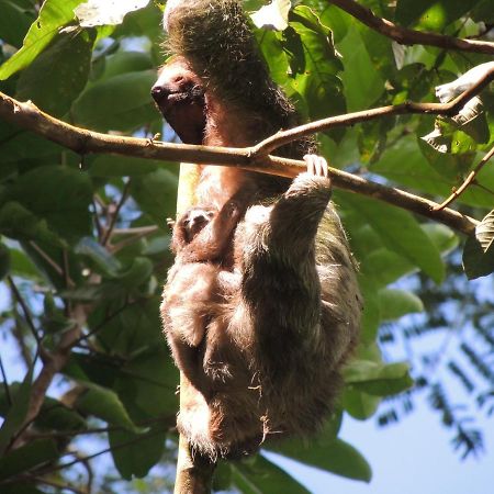 Cabanas Montanas Del Tenorio Rio Celeste Екстериор снимка